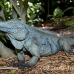iguana_blue_qebp_gc_h_0172_cay0641.jpg